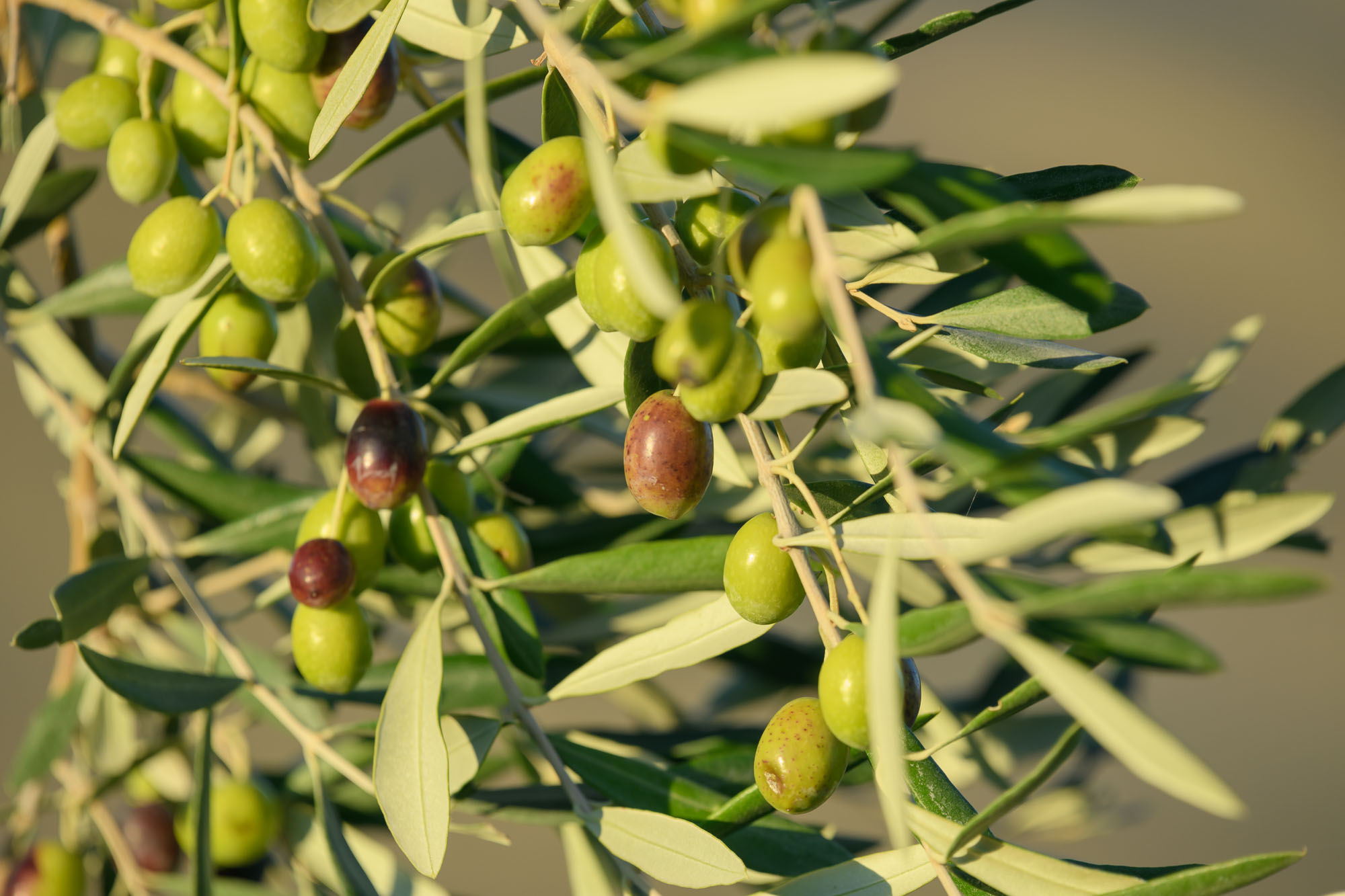 OLIVE OIL SOMMELIER Autumn in Tuscany • novembre 2023