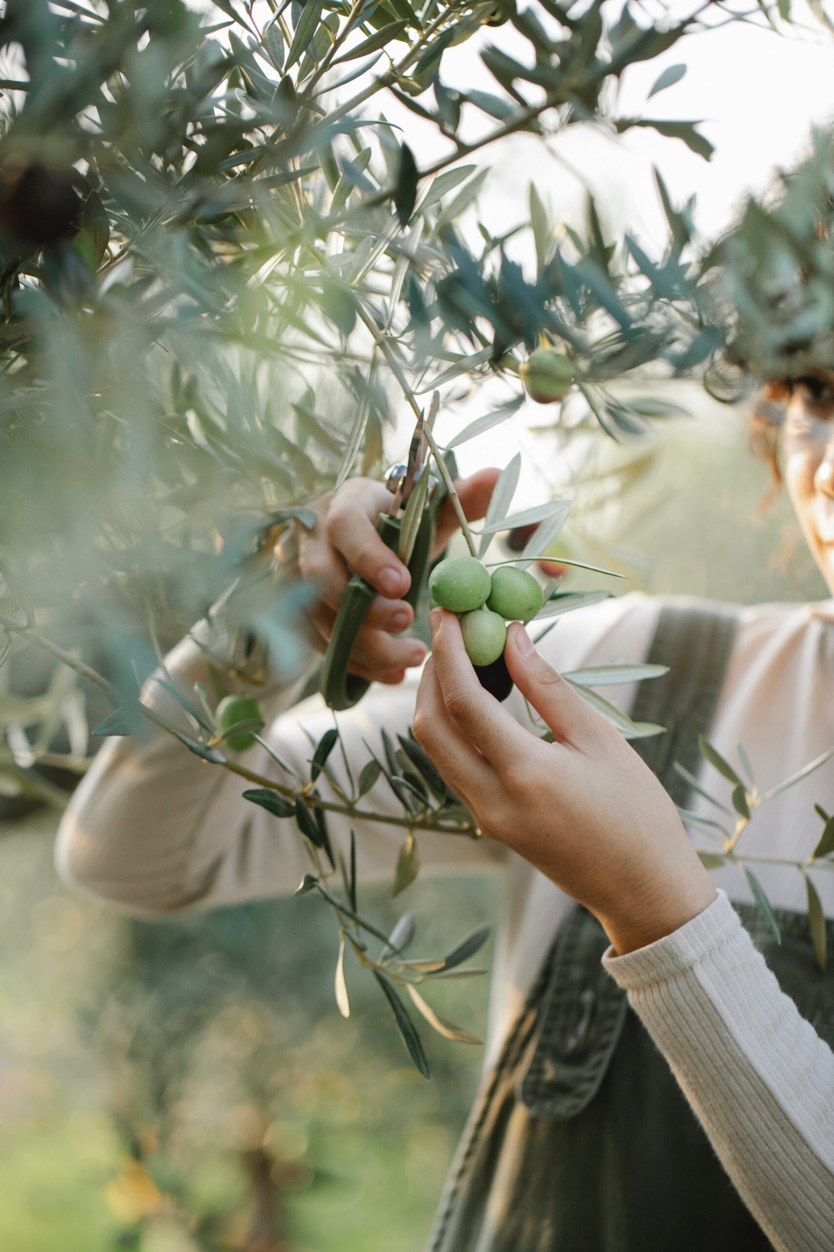 INTERNATIONAL OLIVE OIL EXPERTS for professional skills updating and certification